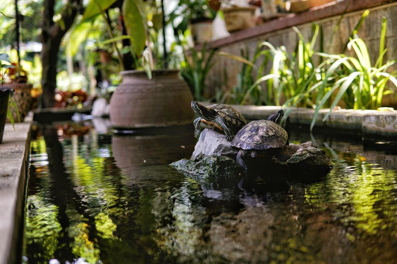 Готель Lani'S House By The Ponds В'єнтьян Екстер'єр фото